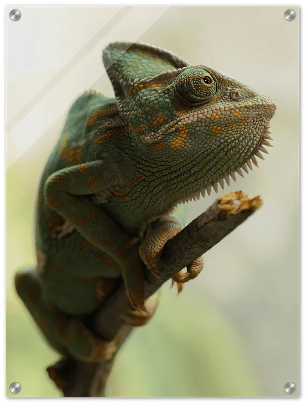 Climbing Chameleon - Print