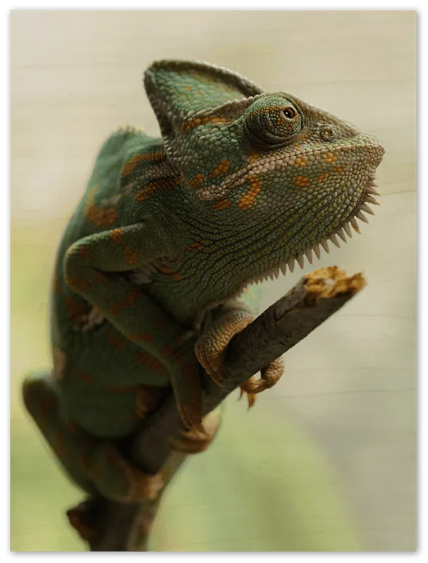 Climbing Chameleon - Print