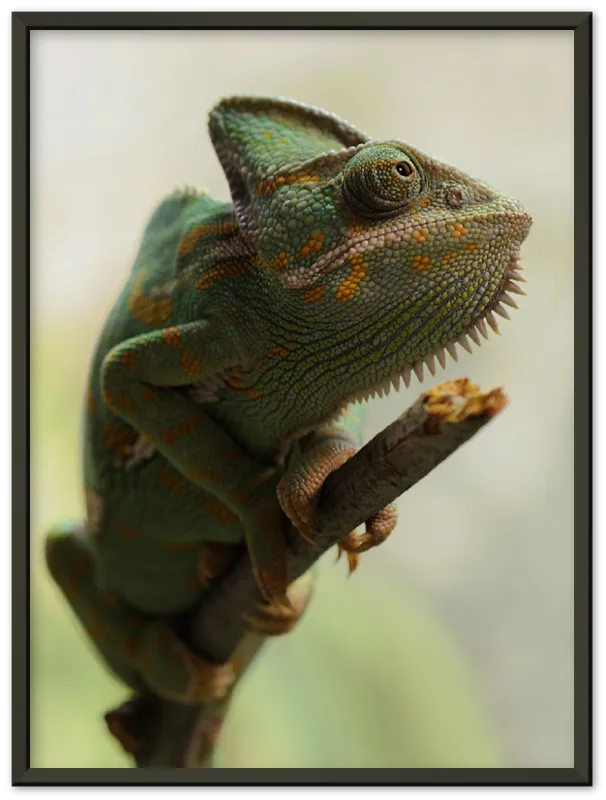 Climbing Chameleon - Print