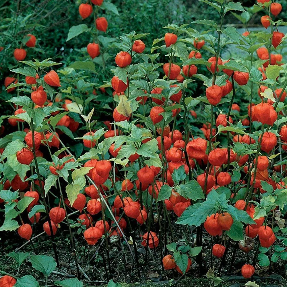 Mr Fothergill's Chinese Lanterns Seeds